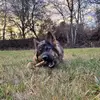 Altdeutsche Schäferhunde von Spirit of Damon profile