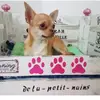 Chihuahua dela-petit-nains  profile
