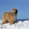 "Tingsha"  Tibet Terrier von Unterfranken profile
