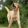 Labrador Retriever of Avon´s spirit profile