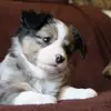 Highlands Diamonds Aussies profile