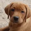 Wisnerofanc -Labrador's profile