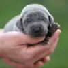 Weimaraner of royal Diamonds  profile