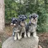 Hundezucht von den Kalkseehexen profile