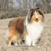 Collie (Langhaar) Züchter in Hessen profile