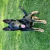 Schäferhunde vom Deutschen Rosenstamm profile