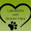 Labradore vom Grünen Herz  profile