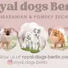 Royal dogs Berlin  profile