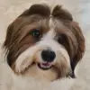 Hundezucht vom Dresdner Waldschlößchen profile