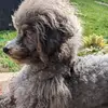 Silke's Lebensträumchen profile