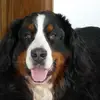 Berner von der Römerschanze profile