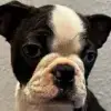 Von den Manchester Hexen Boston Terrier Zucht profile