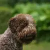 Lagotto von Villa Eiche profile