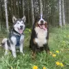 Berner Sennenhunde vom Geildorfer Bach profile