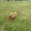 Kennel: RRR of Mombasa1 Reinrassige-Rhodesian-Ridgeback.Farm profile