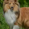 Shelties von den Vitalienbrüdern profile