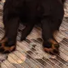 Rottweiler vom Alten Zollhaus  profile