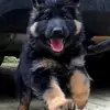Altdeutsche Schäferhunde aus dem Waldquellental IRHZV profile