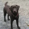 Labradore von der Zauberschmiede profile