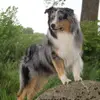 Kennel Von Pfotenstolz profile