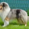 Collies from Nelly's Paradise  profile