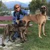Deutsche Doggen von Borchers` Hoff profile