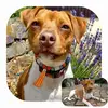 Danish-Swedish-Farmdog "vom Wilsenbach"  profile
