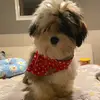 lovly little dog profile