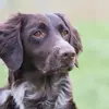 Vom Immengrund  profile