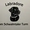 Labrador vom Schwalmtaler Turm profile