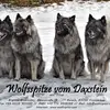Wolfsspitze vom Daxstein profile