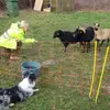 Border Collies von Samanthas Garden of Silz  profile