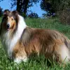 of Amarsis profile