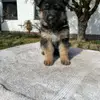 Deutsche Schäferhundezucht "von der Piste Trophe" profile
