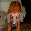 Kennel from Rhodesian Spirit  profile