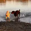Labrador mit Herz u Verstand  profile