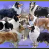 Collies from Big American Dream profile