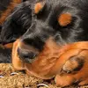 Gordon Setter profile