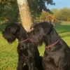 Riesenschnauzer vom Stall Puskeiler profile