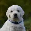 Golden Retriever of Rough Diamond profile