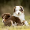 Highland‘s Australian Shepherds  profile