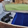 Cane Corso Hybride  profile