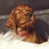 Irish red Setter "fighting irish´s" profile