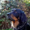 Hovawarte vom Fährhof profile