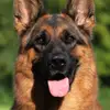 Schäferhunde vom Augrund profile
