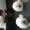 Sweet little white Angel of Paradise  profile