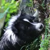 Border Collies of Little Swan Flow profile