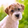 Jack Russell Terrier Vom Fahrenhorst profile