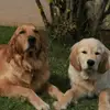 Golden Retriever vom Veitenstein  profile