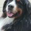 Hundezucht "von den Brüner Höhen" profile